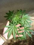 Avatar de Sativva