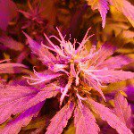 Avatar de EddieGreenWeed